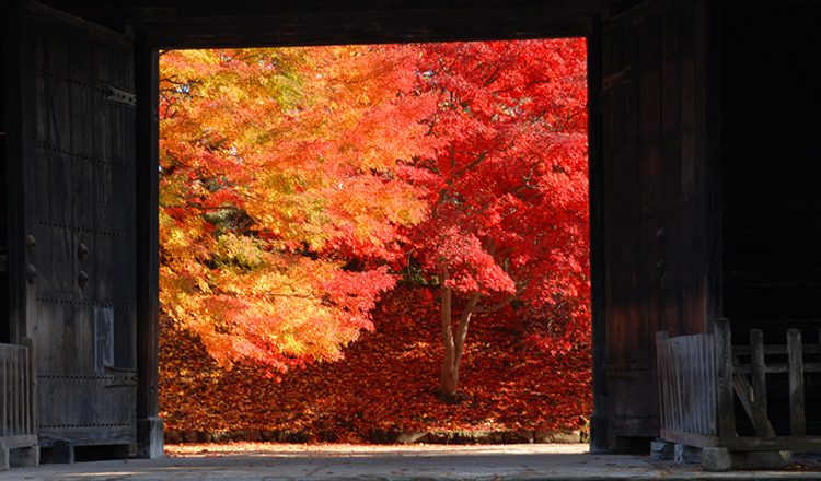 ใบไม้เปลี่ยนสี, ปราสาทฮิโรซากิ, อาโอโมริ