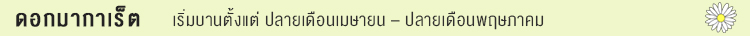 ดอกมากาเร็ต ดอกมากาเร็ต