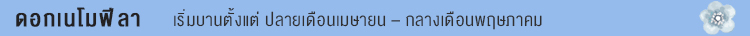ดอกเนโมฟีลา ดอกเนโมฟีลา