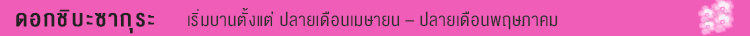 ดอกชิบะซากุระ ดอกชิบะซากุระ