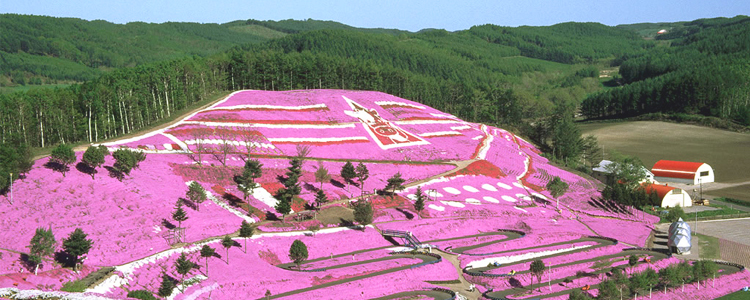 สวนฮิงาชิโมโโกโต ชิบะซากุระ, ฮอกไกโด สวนฮิงาชิโมโกโต ชิบะซากุระ, ฮอกไกโด