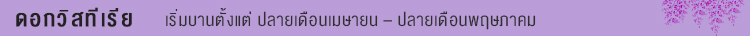 ดอกวิสทีเรีย (Wisteria) ดอกวิสทีเรีย, wisteria