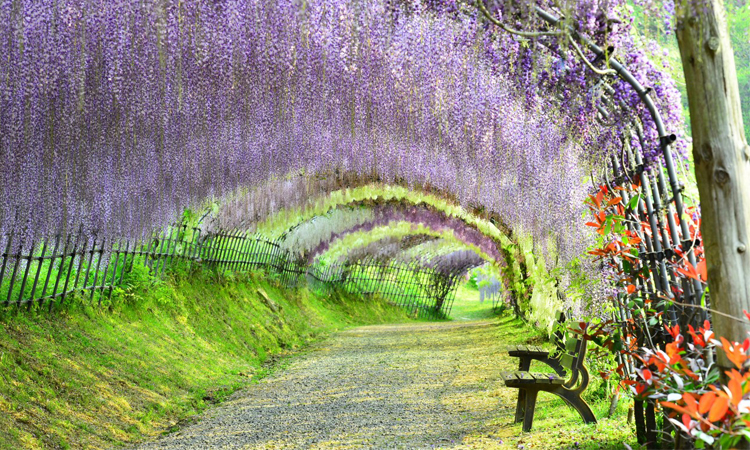 ดอกวิสทีเรีย (Wisteria) หรือ ดอกฟูจิ ดอกวิสทีเรีย,wisteria, ดอกฟูจิ