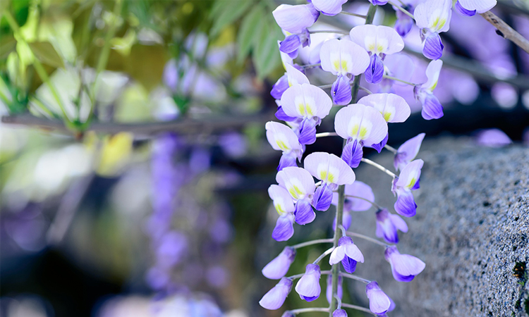 ดอกวิสทีเรีย,wisteria, ดอกฟูจิ