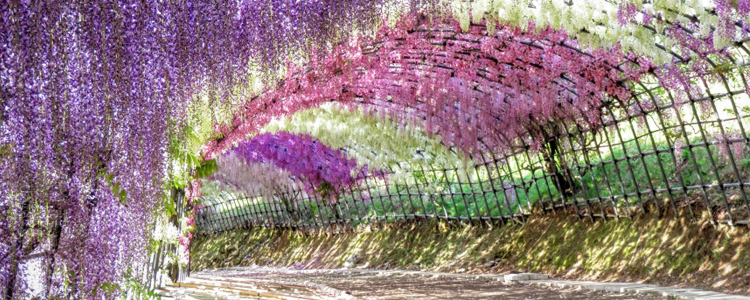 จุดชมชมดอกวิสทีเรีย สวนคาวะชิ ฟูจิ, ฟุกุโอกะ จุดชมชมดอกวิสทีเรีย, สวนคาวะชิ ฟูจิ, ฟุกุโอกะ