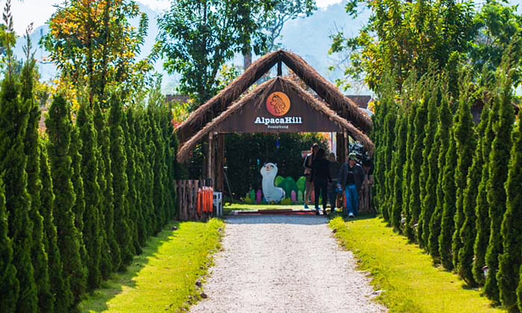 พาแม่เที่ยวราชบุรี ชมอัลปาก้าที่ Alpaca Hill เที่ยวราชบุรี, เที่ยวสวนผึ้ง
