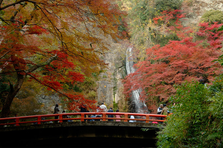 ใบไม้เปลี่ยนสี ญี่ปุ่น, โอซาก้า