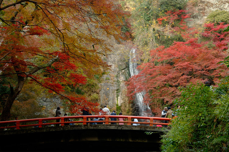 Minoo Waterfall ใบไม้เปลี่ยนสี ญี่ปุ่น, โอซาก้า
