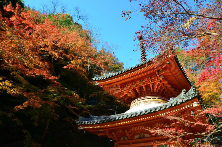Ushitakisan Daiitoku Temple ใบไม้เปลี่ยนสี ญี่ปุ่น, โอซาก้า