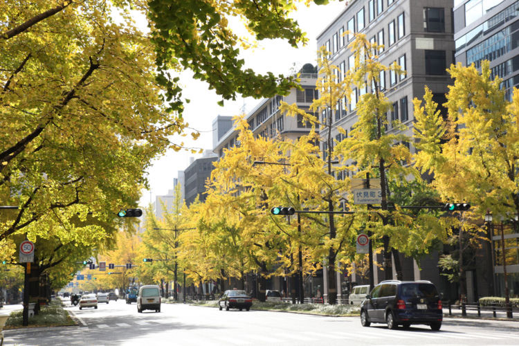 Midosuji Avenue ใบไม้เปลี่ยนสี ญี่ปุ่น, โอซาก้า