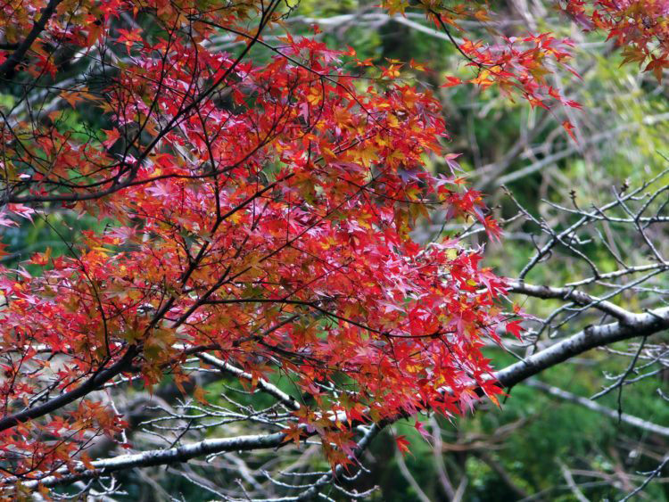 Settsukyo Park ใบไม้เปลี่ยนสี ญี่ปุ่น, โอซาก้า