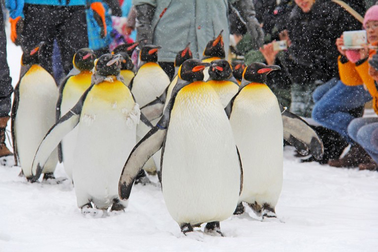 พาเหรดเพนกวินที่ฮอกไกโด สวนสัตว์อะซาฮิยามะ Asahiyama Zoo พาเหรดเพนกวิน, ฮอกไกโด, Asahiyama Zoo