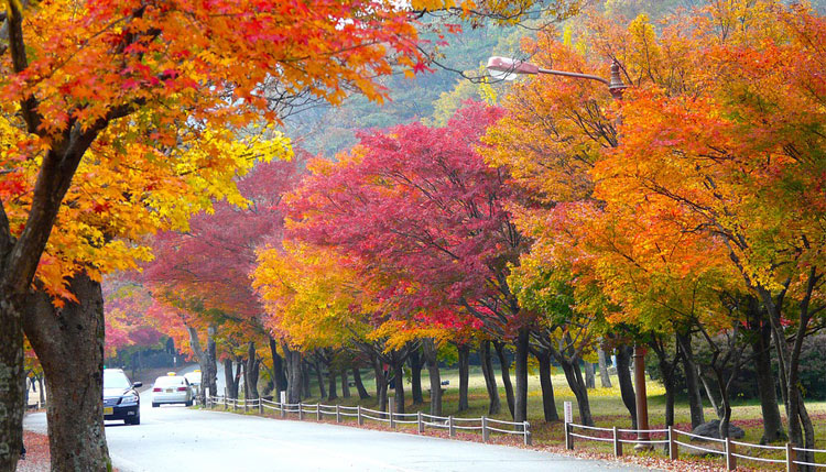 ใบไม้เปลี่ยนสี เกาหลี