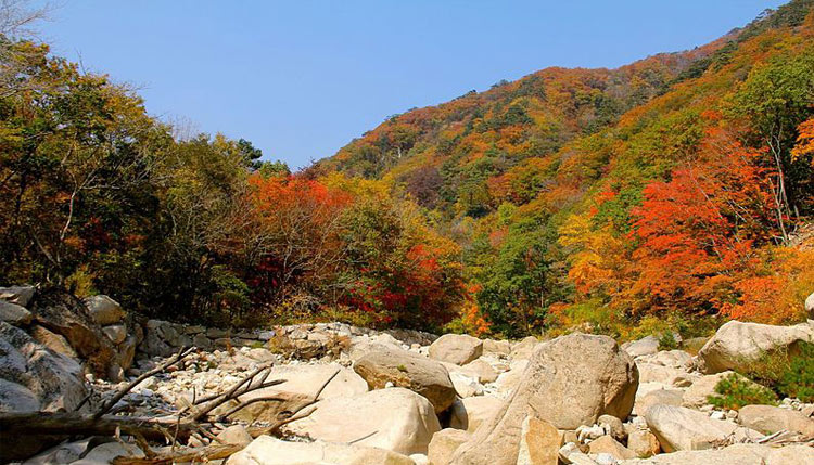 ใบไม้เปลี่ยนสี เกาหลี