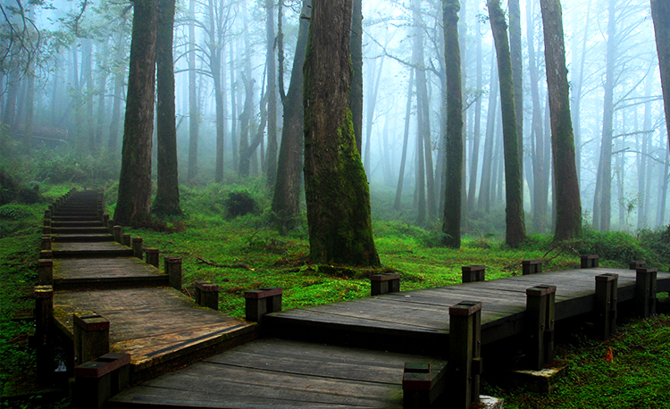 เขตอนุรักษ์เทือกเขาอาหลีซัน (Alishan National Scenic Area) เทือกเขาอาหลีซัน, ไต้หวัน