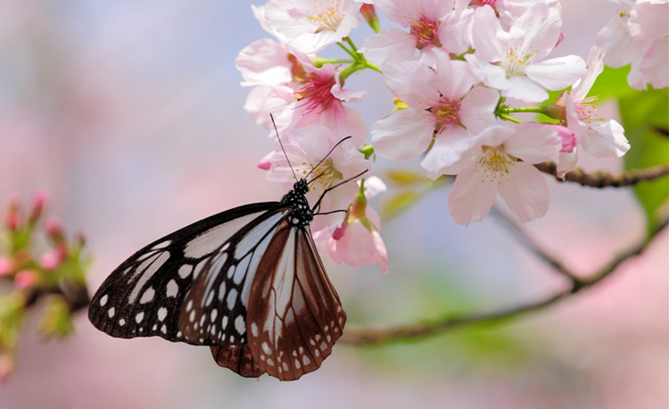 อุทยานแห่งชาติหยางหมิงซัน (Yangmingshan National Park) หยางหมิงซัน, ไต้หวัน