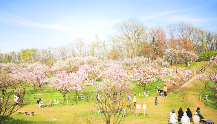 ดอกซากุระบานฮอกไกโด Hokkaido ญี่ปุ่น