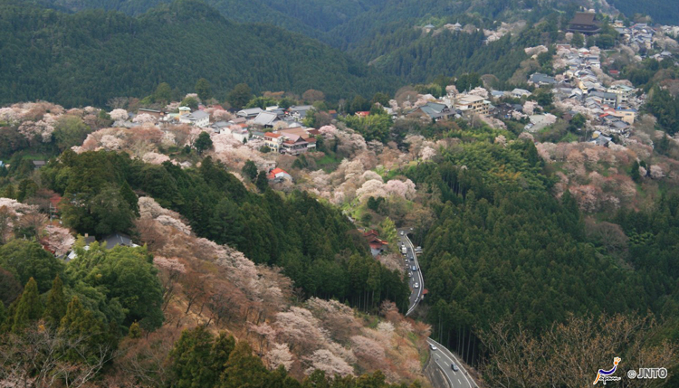 ซากุระบานที่ภูเขาโยชิโนะ